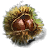 Wallnut Shell
